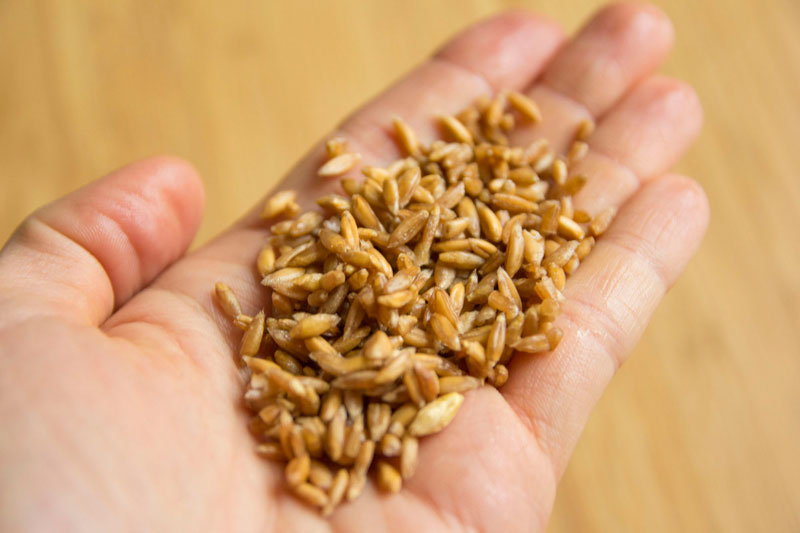 Barley in hand