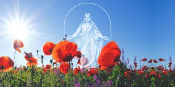 Image of The Church's new symbol. Photo of poppy field by corina ardeleanu via Unsplash.